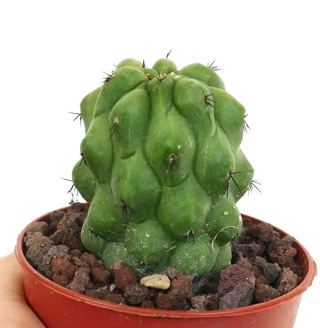 Copiapoa cinerea KIKKO GREEN X Copiapoa hypogaea In saldo