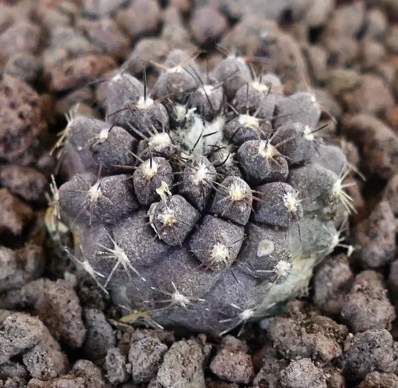 Copiapoa cinerea KIKKO x Copiapoa humilis GREY