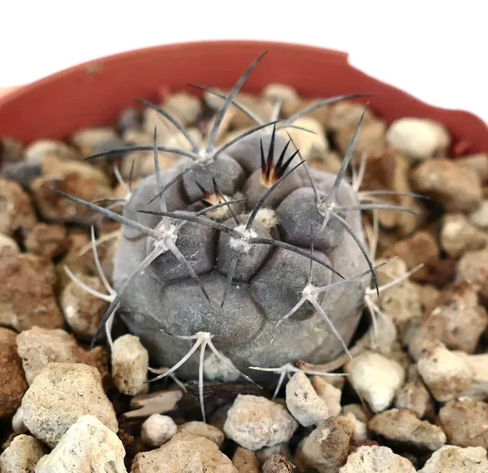 Copiapoa cinerea TALTAL X Copiapoa carrizalensis