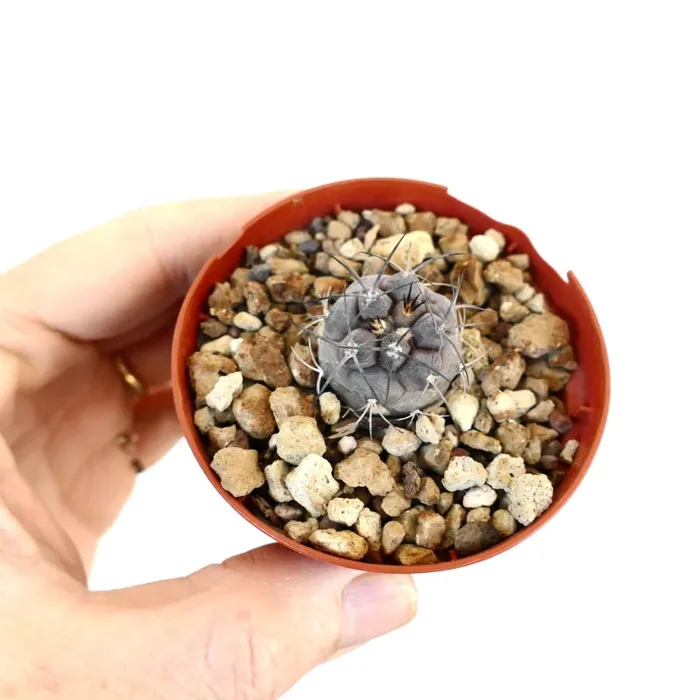 Copiapoa cinerea TALTAL X Copiapoa carrizalensis - immagine 2