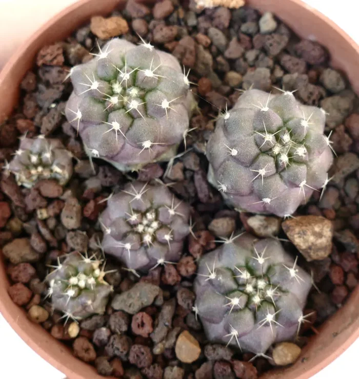 Copiapoa cinerea var. albispina (FULL POT)