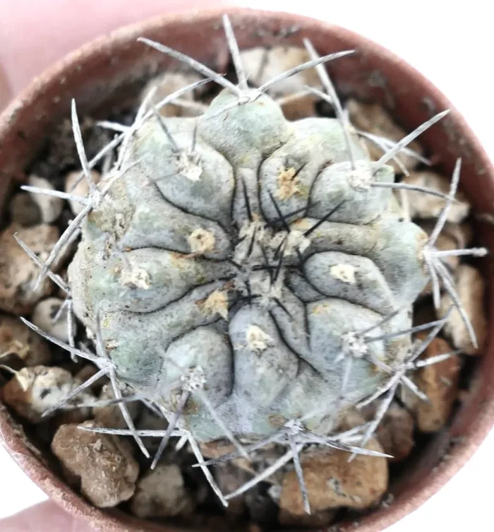 Copiapoa cinerea X alticostata L10 Moda