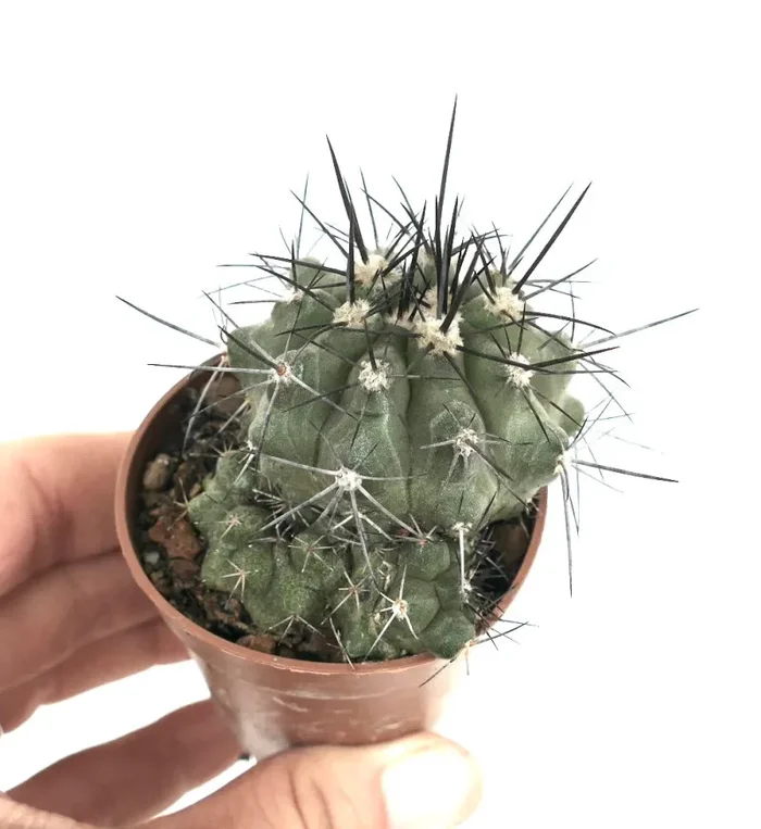 Copiapoa cinerea X atacamensis