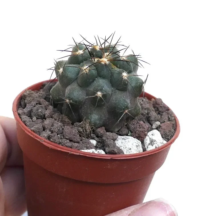 Copiapoa cinerea x atacamensis