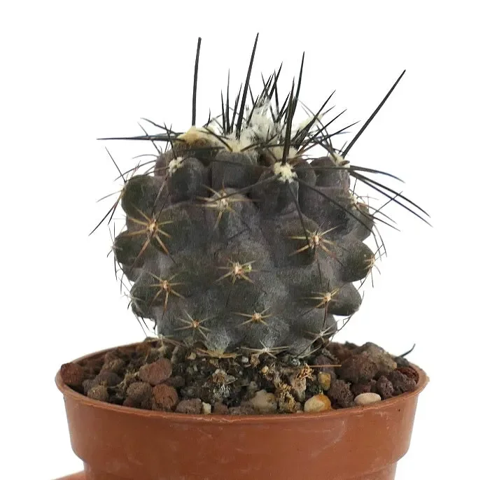Copiapoa cinerea X atacamensis UA5 Fornitura