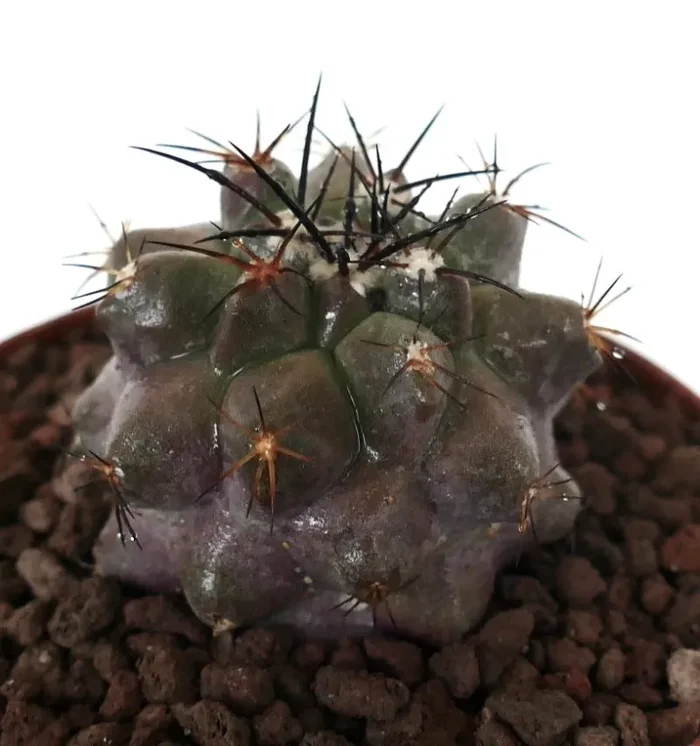 Copiapoa cinerea x copiapoa acatamensis GRAY