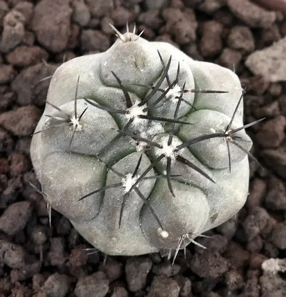 Copiapoa cinerea X Copiapoa cinerea var. dealbata
