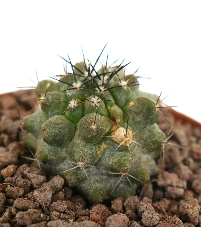 Copiapoa cinerea X Copiapoa leonensis