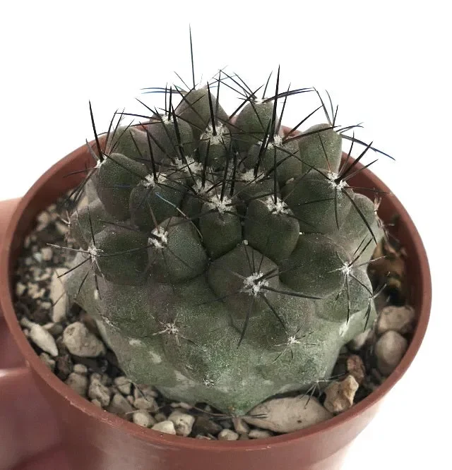 Copiapoa cinerea X humilis V09 Online