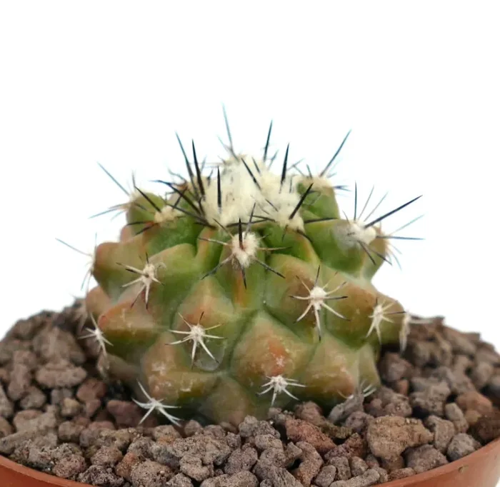 Copiapoa cinerea x seprentisulcata (RARE HYBRID)