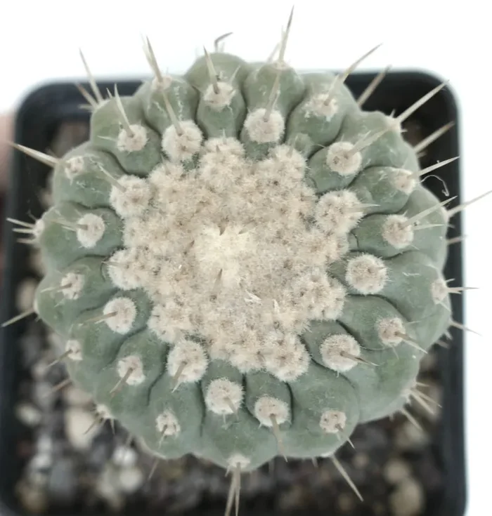 Copiapoa columna-alba form albispina