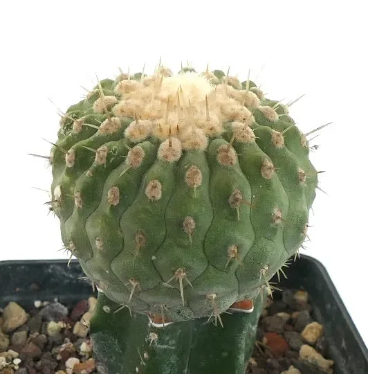 Copiapoa columna-alba - immagine 2