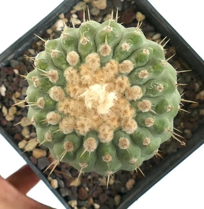 Copiapoa columna-alba - immagine 3