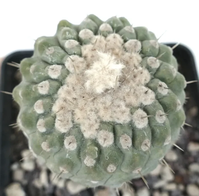 Copiapoa columna-alba SELECTED