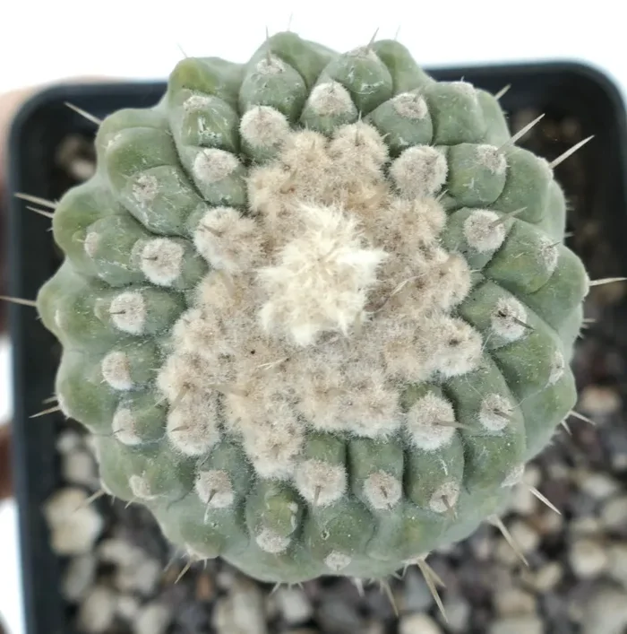 Copiapoa columna-alba SELECTED - immagine 2