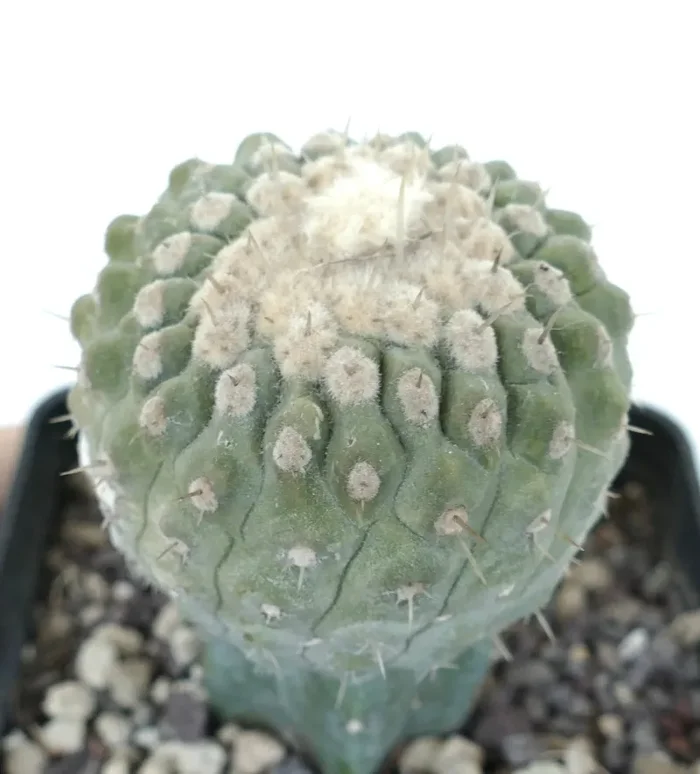 Copiapoa columna-alba SELECTED - immagine 3