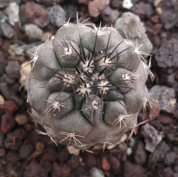 Copiapoa columna-alba