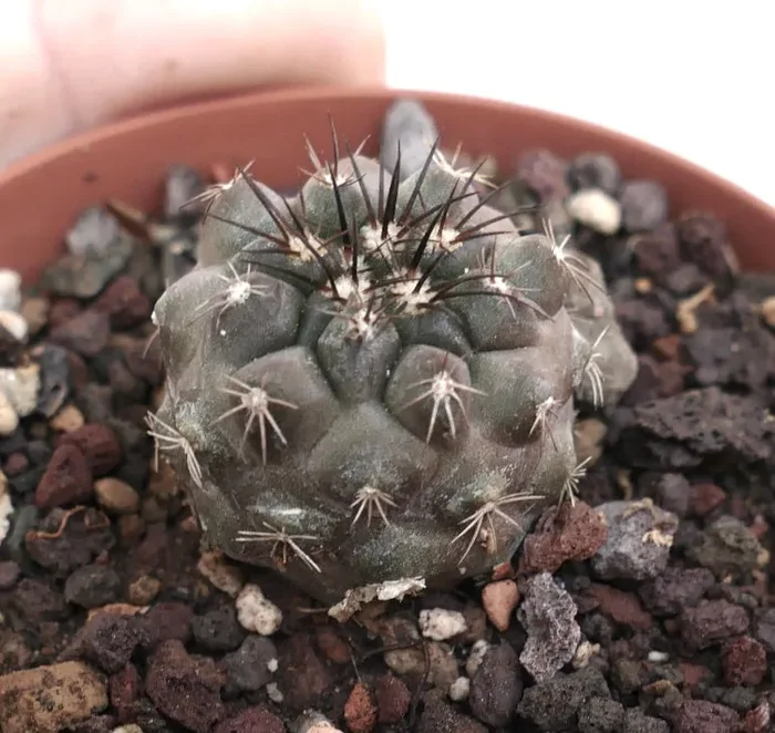 Copiapoa columna-alba - immagine 2