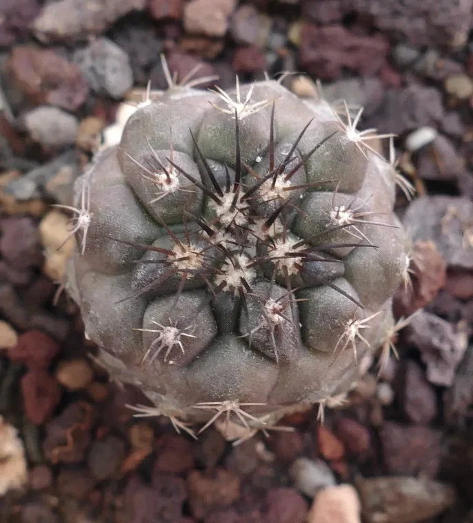 Copiapoa columna-alba - immagine 3