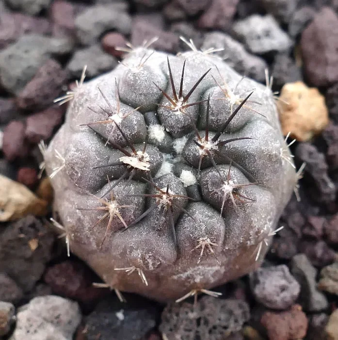 Copiapoa columna-alba