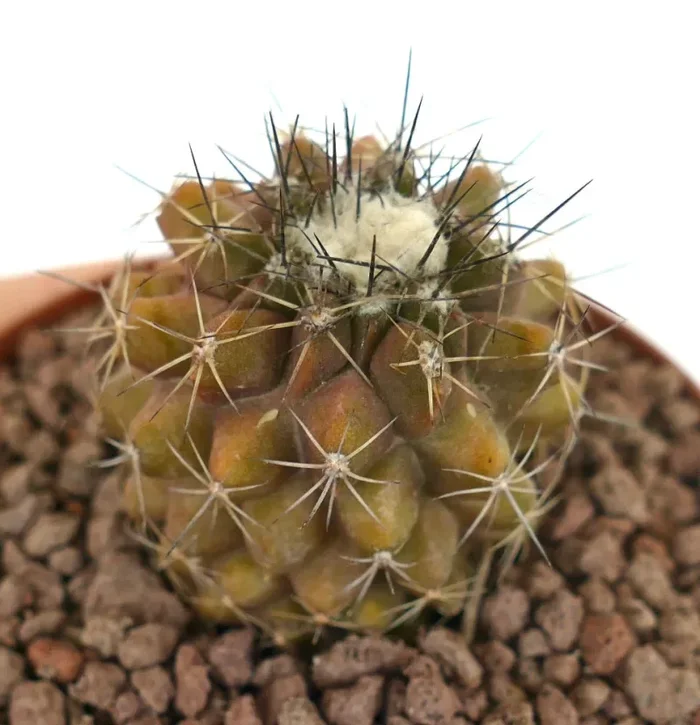 Copiapoa continua BROWN-YELLOW