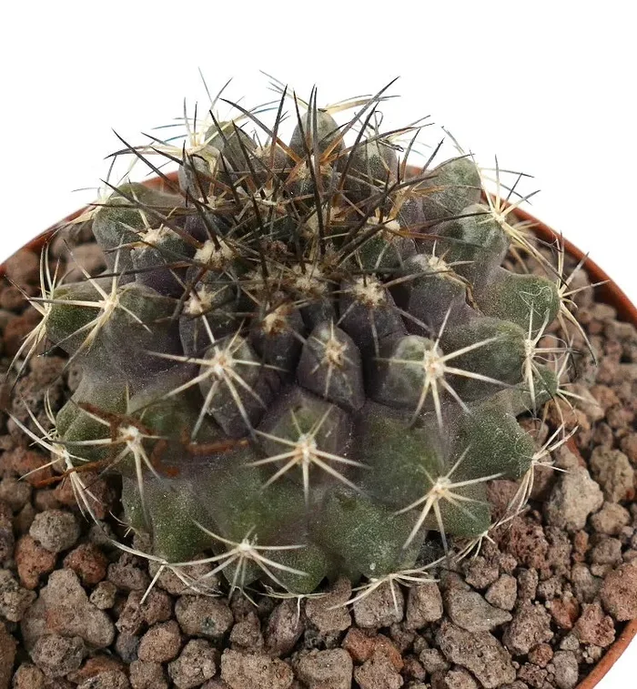 Copiapoa continua x Copiapoa dura