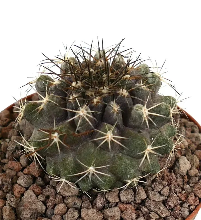 Copiapoa continua x Copiapoa dura - immagine 2