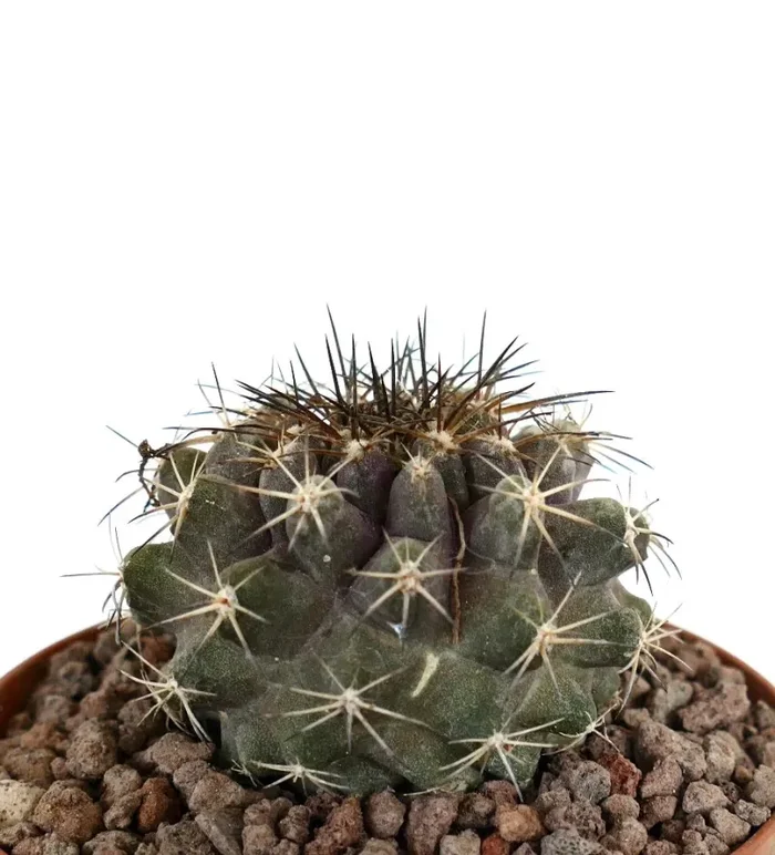 Copiapoa continua x Copiapoa dura - immagine 3