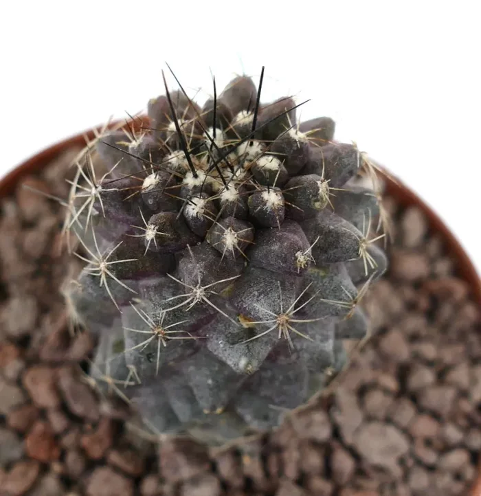 Copiapoa continua x humilis DARK GRAY SHORT SPINES