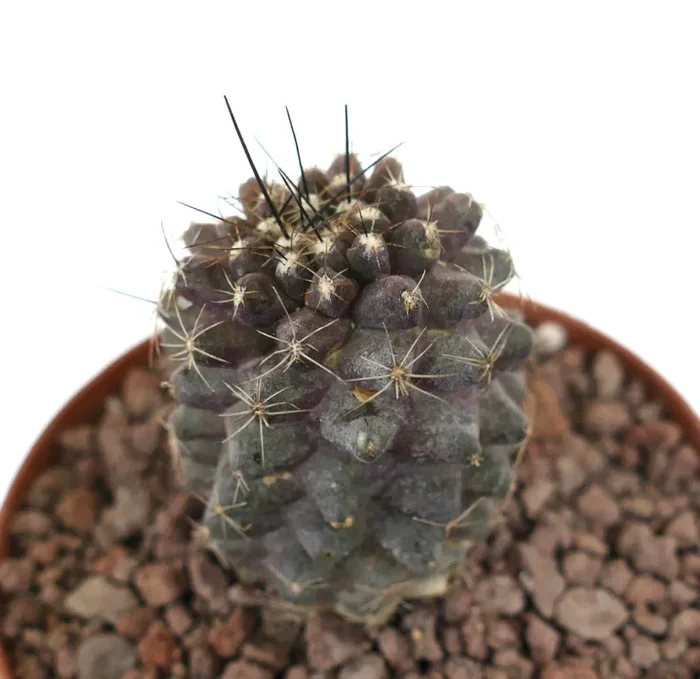 Copiapoa continua x humilis DARK GRAY SHORT SPINES - immagine 2