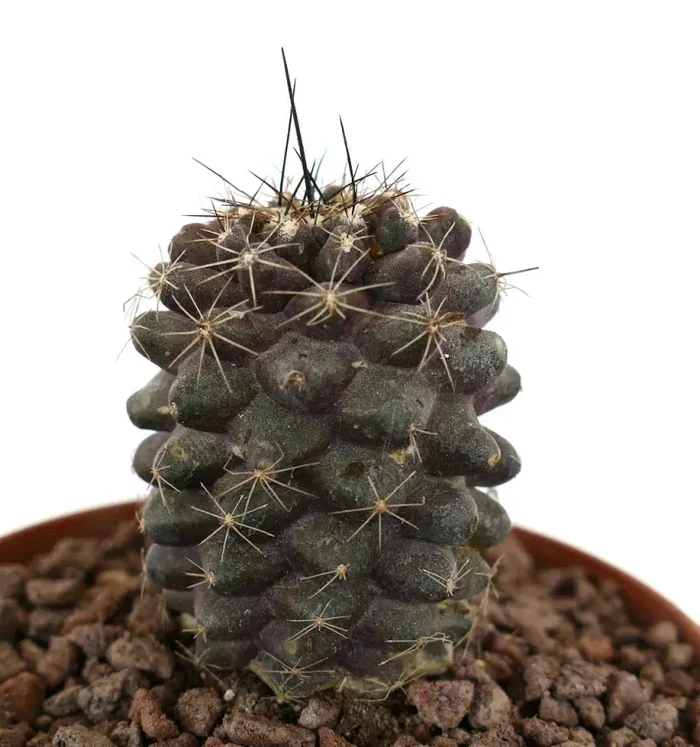 Copiapoa continua x humilis DARK GRAY SHORT SPINES - immagine 3