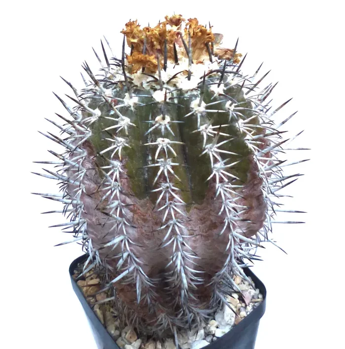 Copiapoa cupreata SEMI