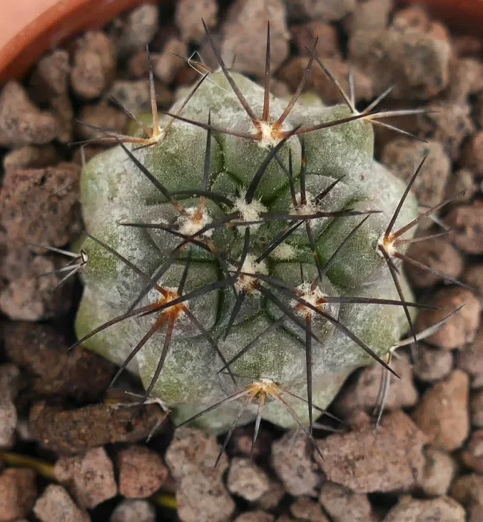 Copiapoa dealbata X Copiapoa griseoviolacea (small) In saldo