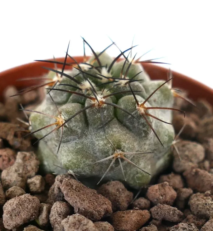 Copiapoa dealbata X Copiapoa griseoviolacea (small) In saldo - immagine 2