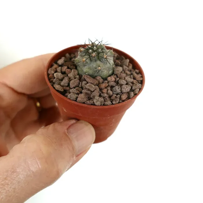 Copiapoa dealbata X Copiapoa griseoviolacea (small) In saldo - immagine 3