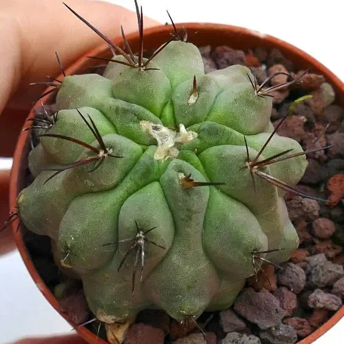 Copiapoa dealbata X hypogaea FC1