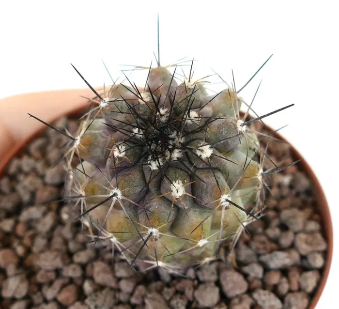 Copiapoa desertorum var. rupestris