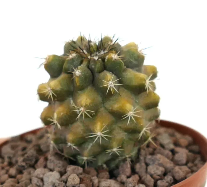Copiapoa desertorum X Copiapoa cinerea nuda SLIGHTLY VARIEGATED Vendita calda