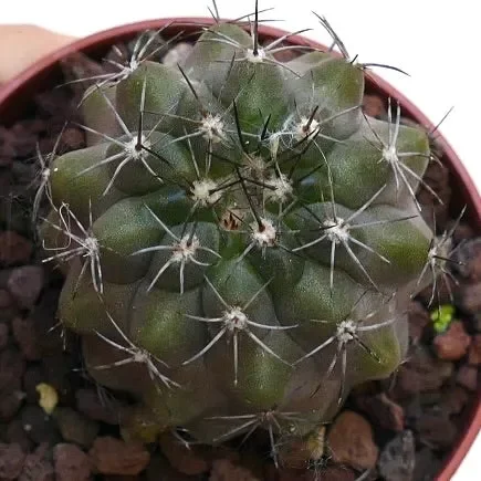 Copiapoa desertorum X fiedleriana AV7 Online