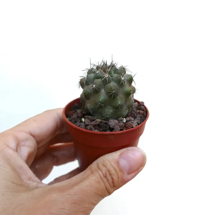 Copiapoa desertorum X fiedleriana AV7 Online - immagine 2