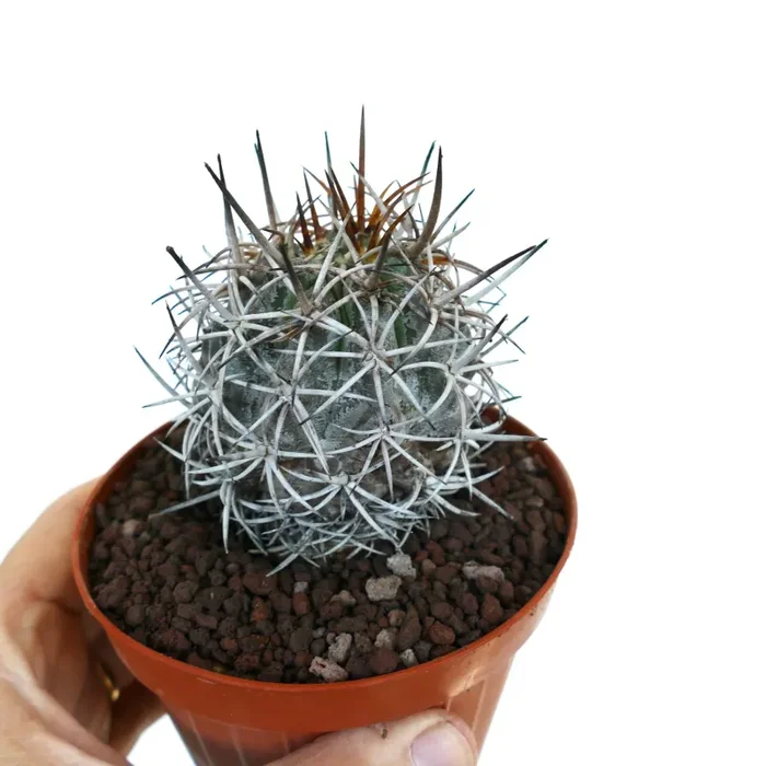 Copiapoa dura CLUSTER AB3 - immagine 3