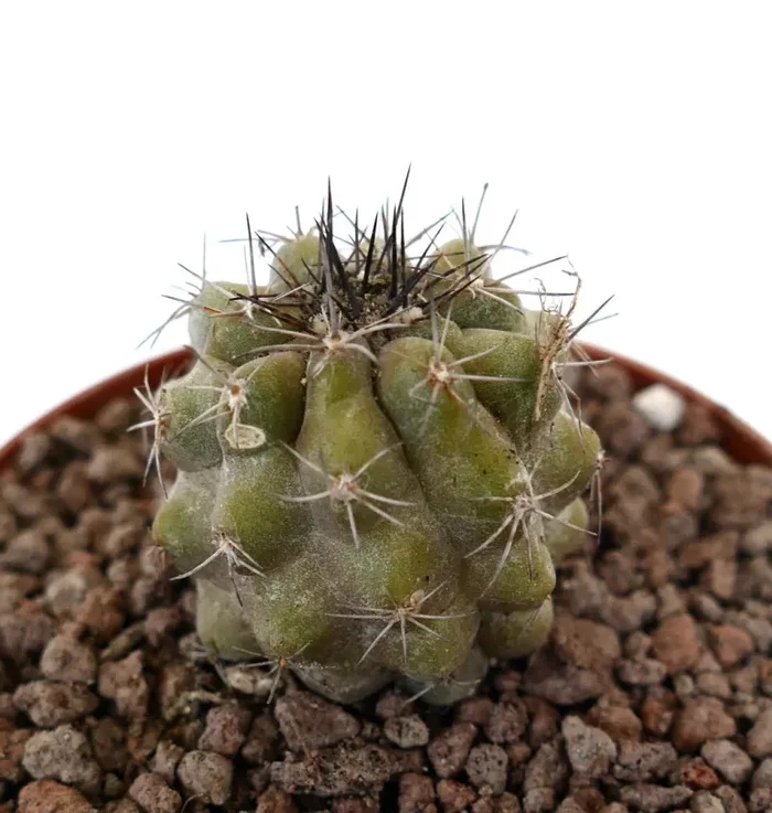 Copiapoa dura x antofagasta GREEN