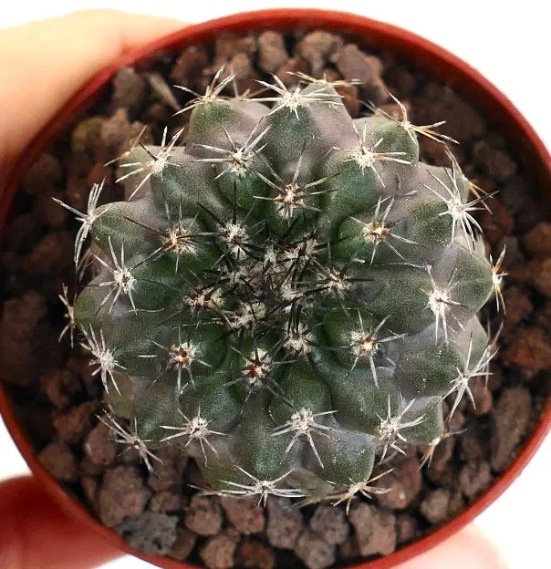 Copiapoa dura X cinerea RTA66 Vendita calda online