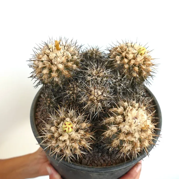 Copiapoa echinata CLUSTER 40