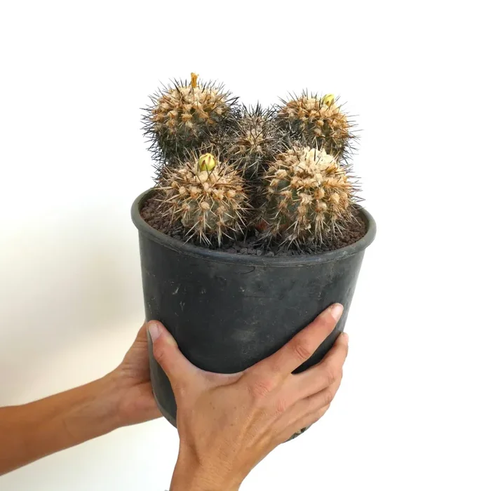 Copiapoa echinata CLUSTER 40 - immagine 2