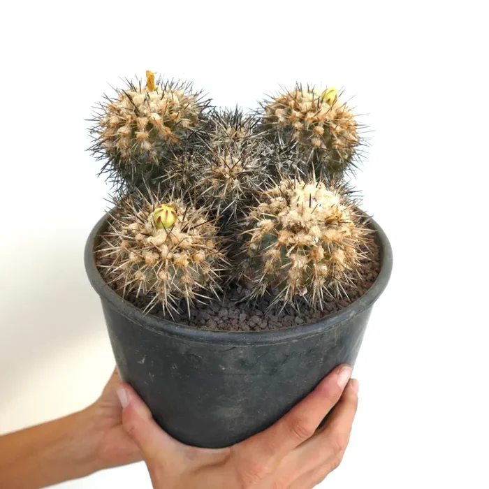 Copiapoa echinata CLUSTER 40 - immagine 3