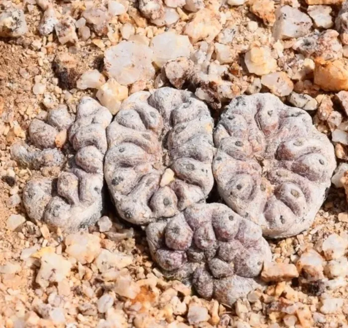 Copiapoa esmeraldana FR1457 SEEDS