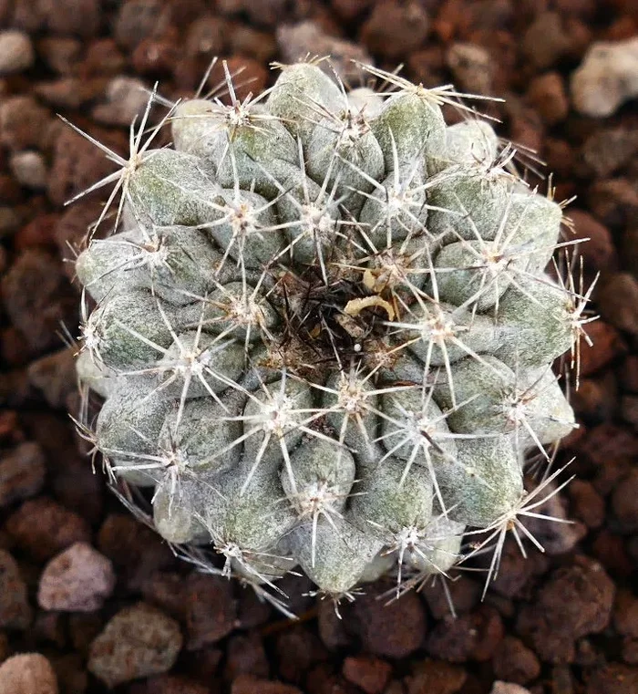 Copiapoa F3 (serpentisulcata X columna-alba) X cinerea Vendita calda online