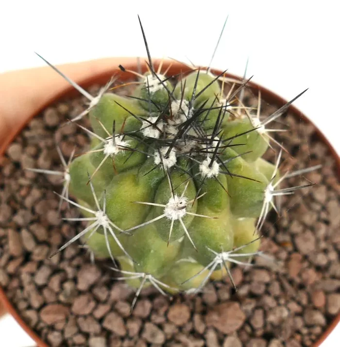 Copiapoa fiedleriana GREEN-YELLOW Fornitura - immagine 2