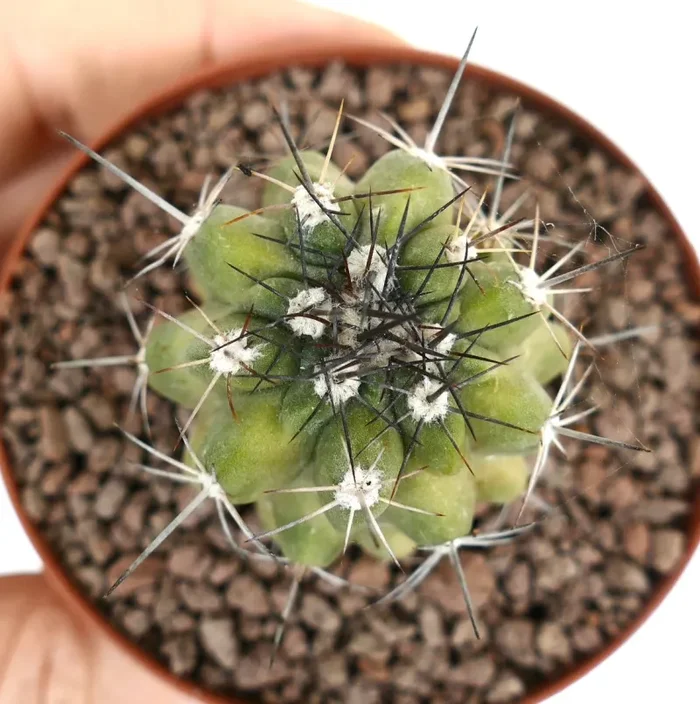 Copiapoa fiedleriana GREEN-YELLOW Fornitura - immagine 3